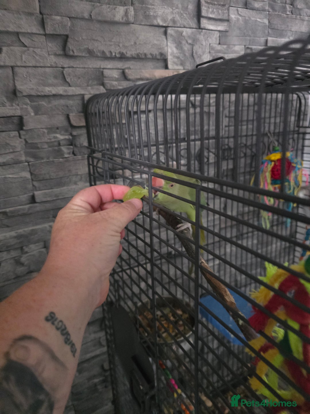 Ringnecks birds for sale: Semi tame ring neck - Image 3
