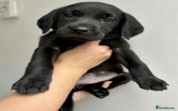 Labrador Retriever dogs for sale: Beautiful Labrador puppies for sale  - Image 2