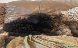 Cockapoo dogs for sale: Female cockerpoo - Image 6