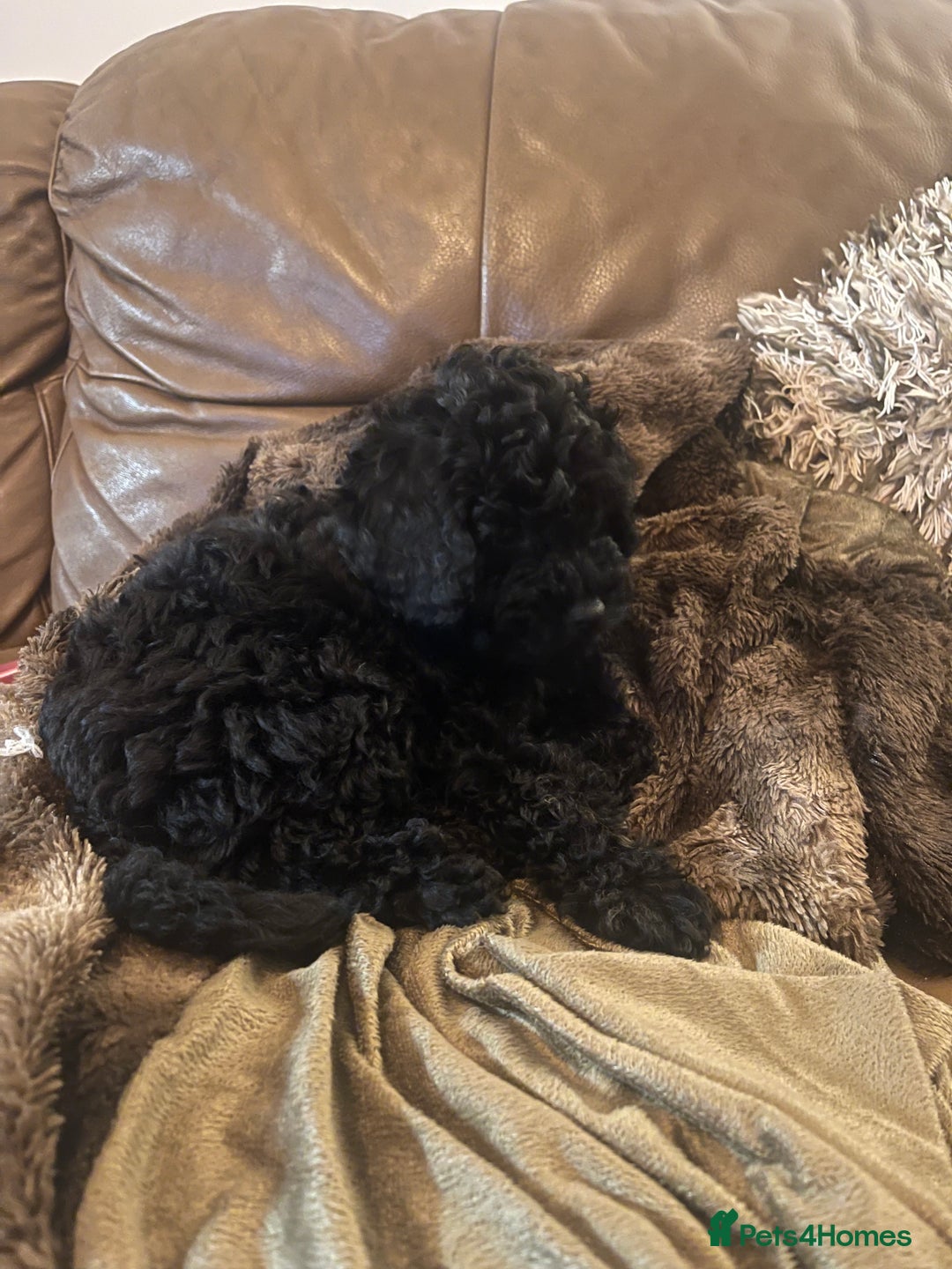 Cockapoo dogs for sale: Female cockerpoo - Image 6