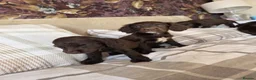 Cocker Spaniel dogs for sale: Lovely Cocker Spaniel puppies  - Advert 3