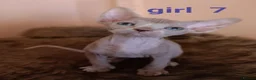 Sphynx cats for sale: Beautiful Sphynx kittens for sale in Leeds - Advert 18