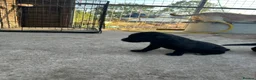 Labrador Retriever dogs for sale: Kc working Labradors  - Advert 2