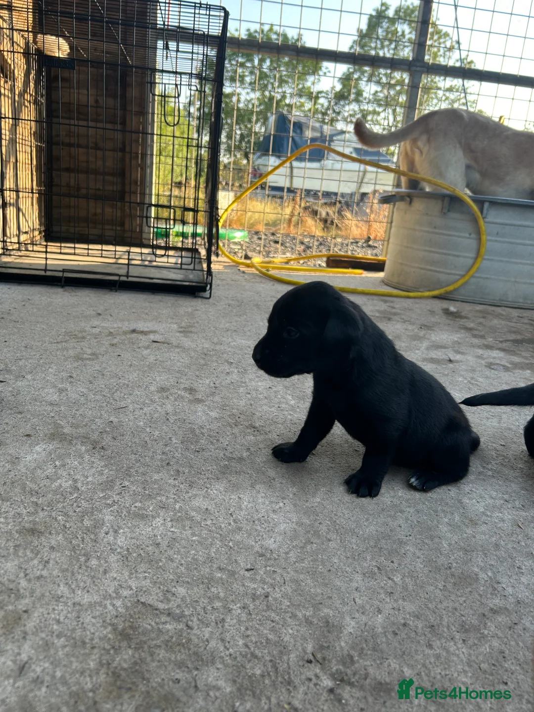 Labrador Retriever dogs for sale: Kc working Labradors  - Advert 2