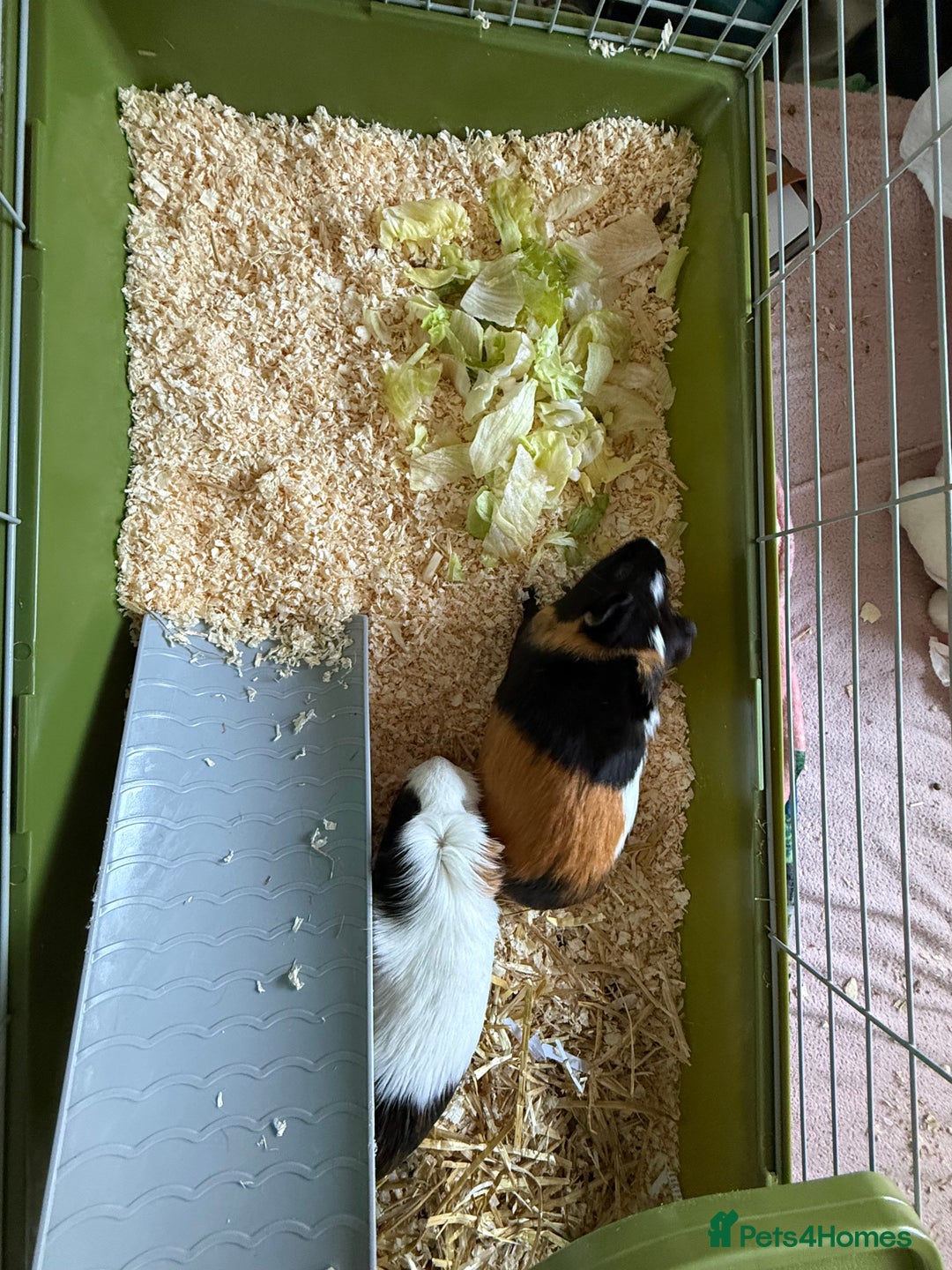Guinea Pig rodents for sale: Two female guinea pigs  - Image 6