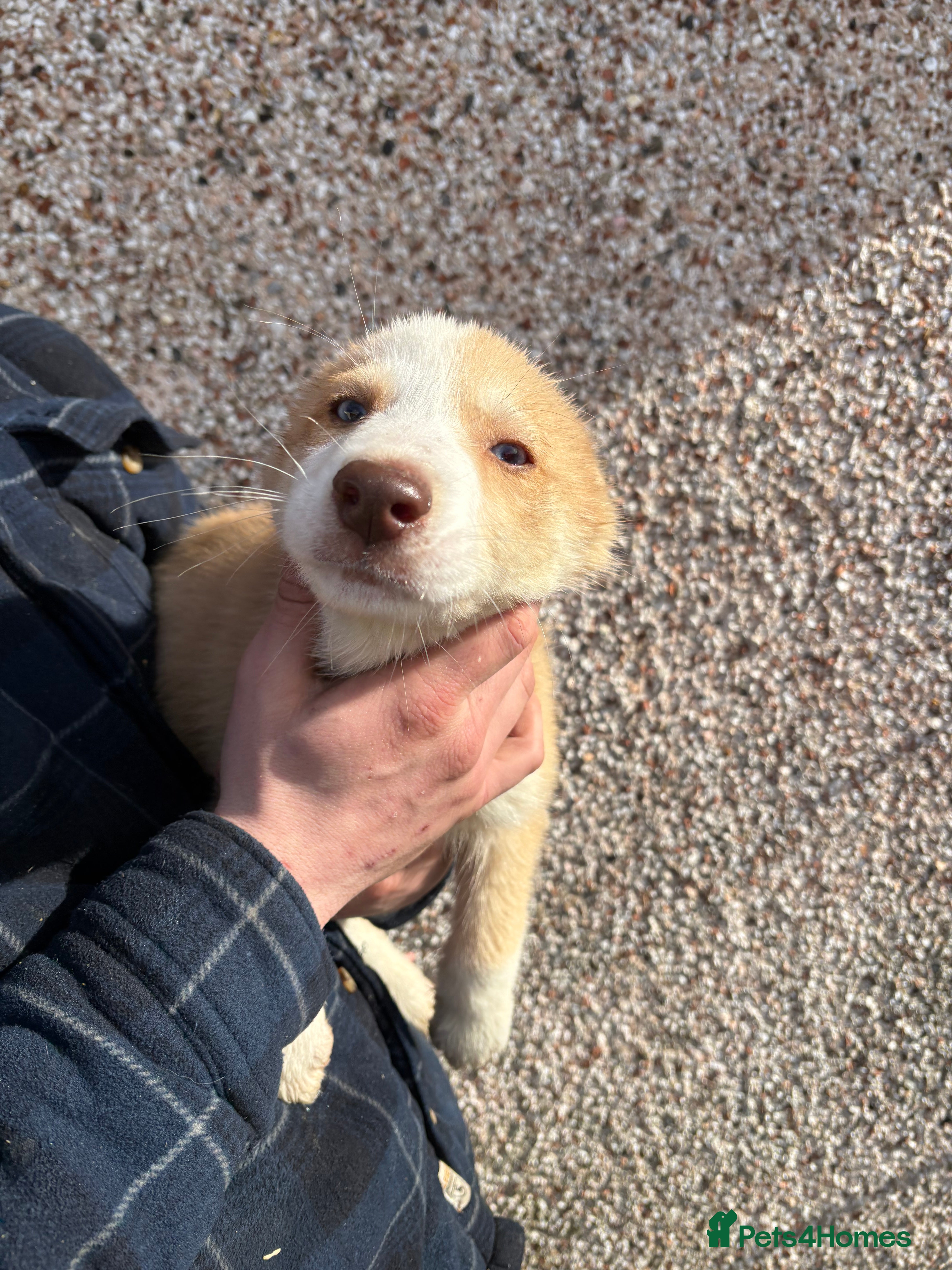 Mixed Breed dogs 2 boy lefts* Huskyx AussieShepPuppies - Advert 1