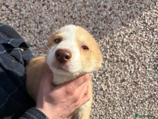 Mixed Breed dogs 2 boy lefts* Huskyx AussieShepPuppies - Advert 1