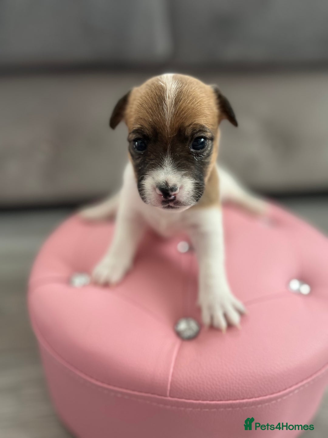 Parson Russell dogs for sale: 5 Gorgeous Parson Russells - Image 7