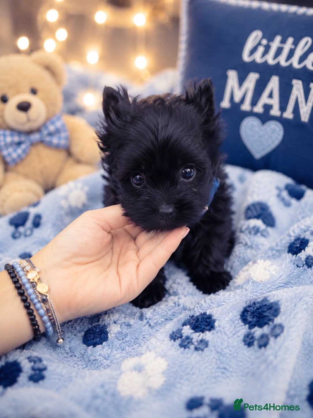 Yorkshire Terrier dogs Mini Black Yorkshire Terrier Boys  - Advert 13