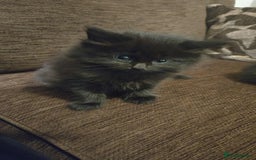 Mixed Breed cats for sale: Beautiful black male kittens.  - Image 1
