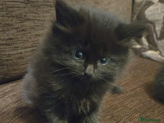 Mixed Breed cats - Advert 1