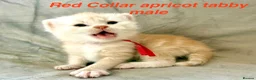 Maine Coon cats for sale: Stunning Maine Coon kittens in Droitwich - Advert 3