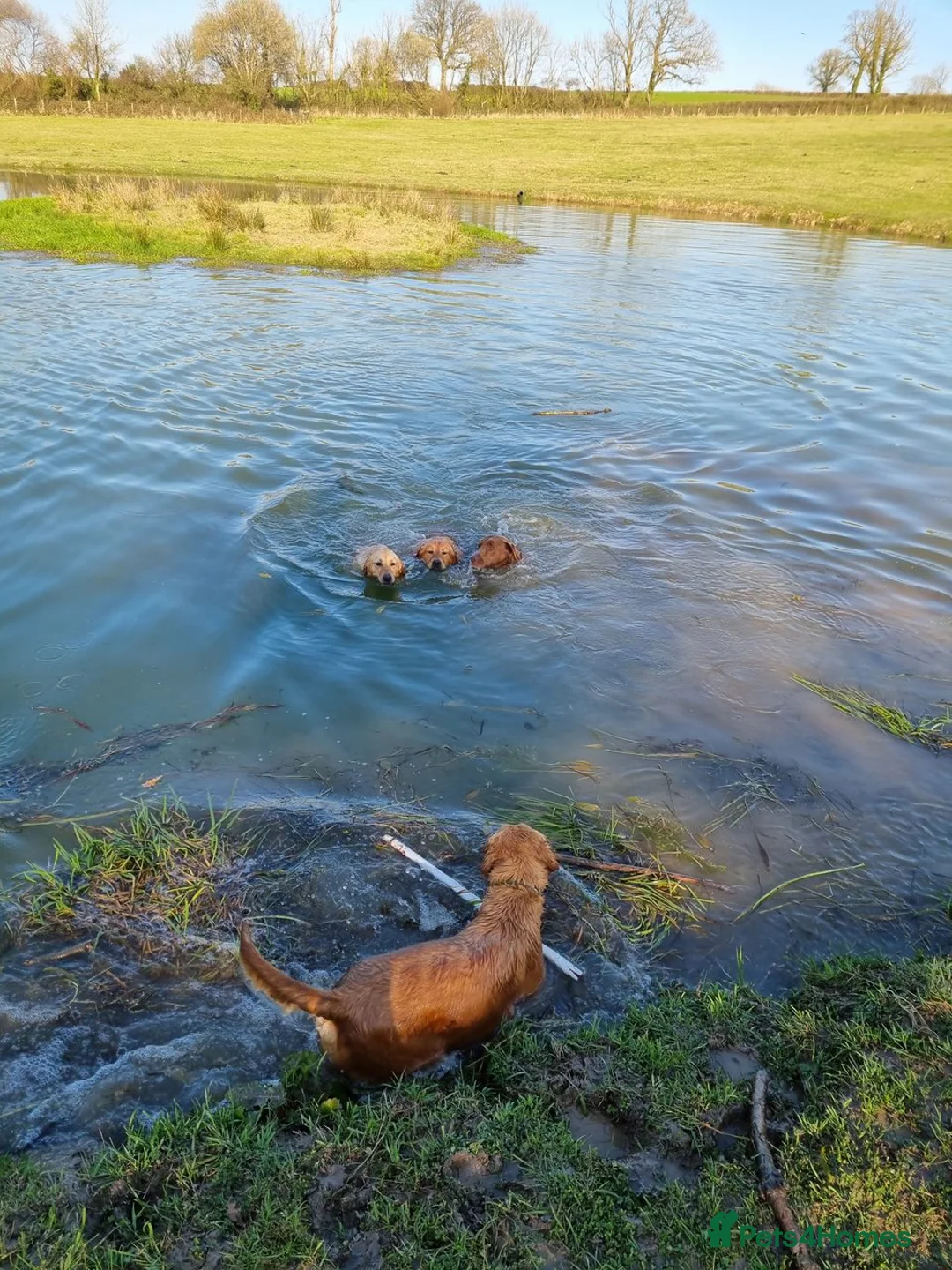 Golden Retriever dogs for stud: KC GOLDEN RETRIEVER HEALTH TESTED STUD  in Carmarthen - Advert 3