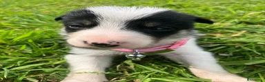 Border Collie Puppy 8