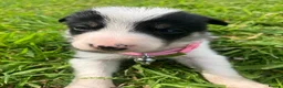Border Collie dogs for sale:  10 Beautiful tri colour border collie puppies in Exeter - Advert 9