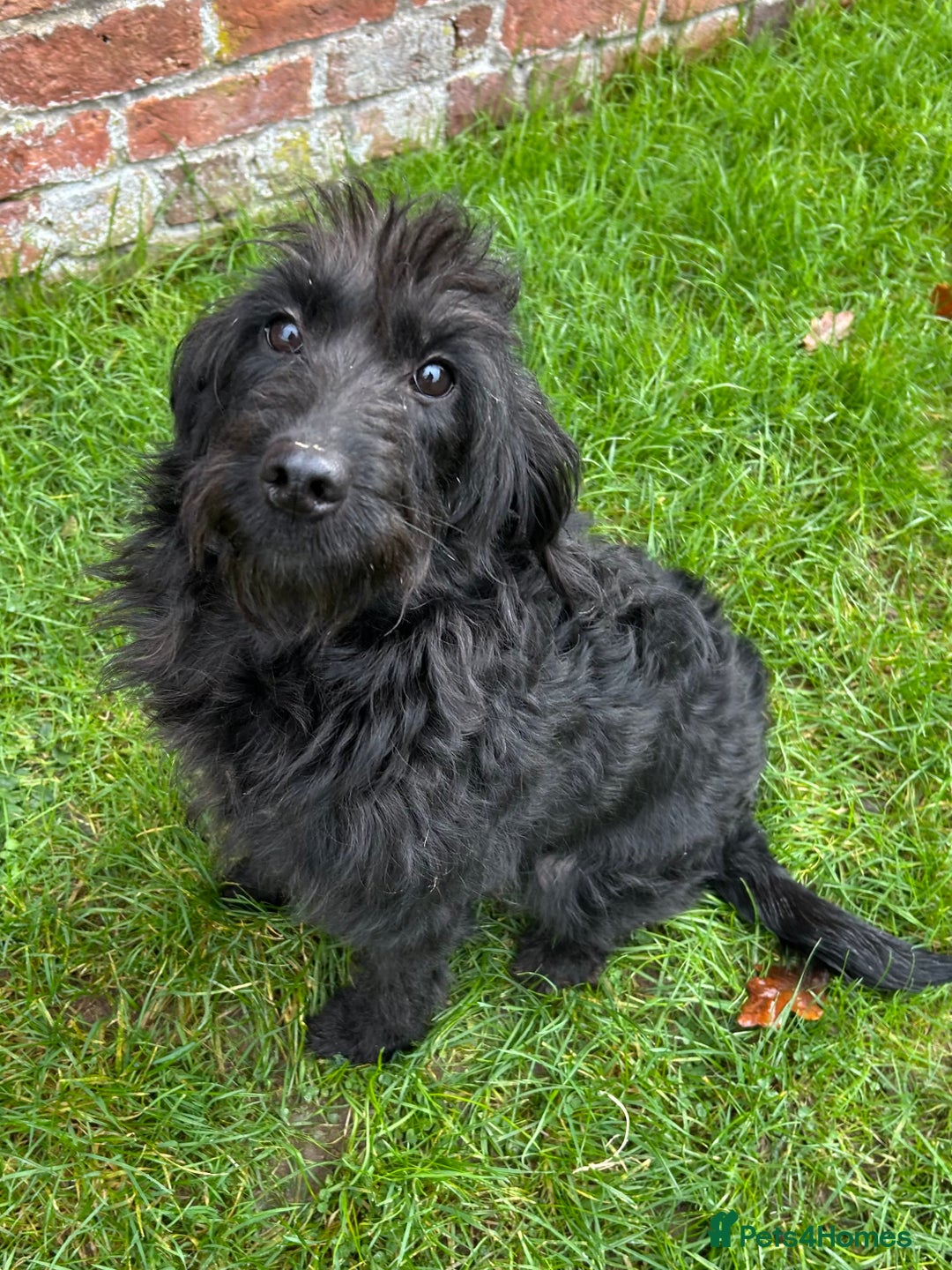 Labradoodle dogs for sale: Gorgeous f1b Labradoodle Puppies KC Parents - Advert 11