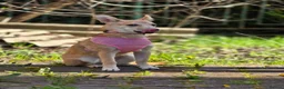 Mixed Breed dogs for adoption: ❤️🐶 BAMBI – SOFT NATURE, BEAUTIFUL BALANCE in Burton-on-Trent - Advert 4