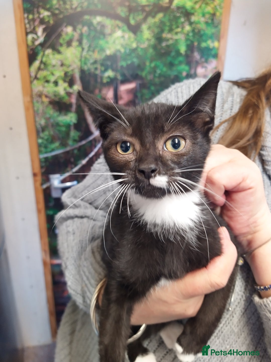 Mixed Breed cats for sale: Fizzys babies - Advert 3