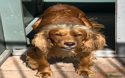 Cocker Spaniel dogs for sale: Adorable cocker pups  - Image 8