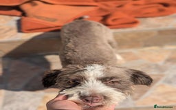 Mixed Breed dogs for adoption: August is looking for a home - Image 16