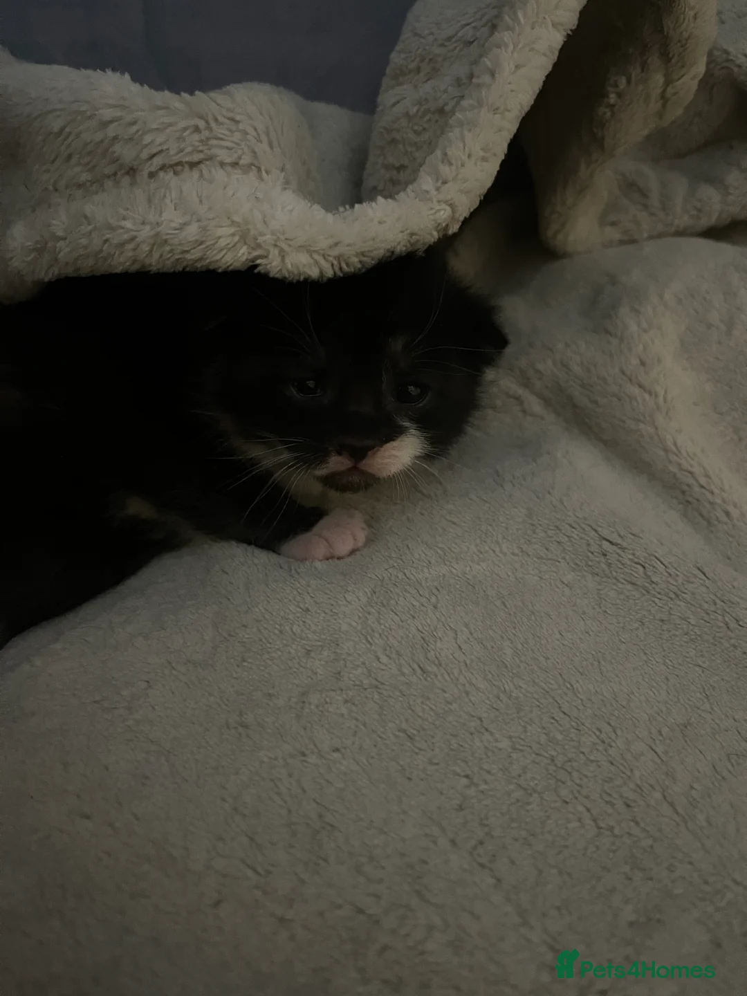 Russian Blue cats for sale: russian blue x domestic shorthair  - Advert 5