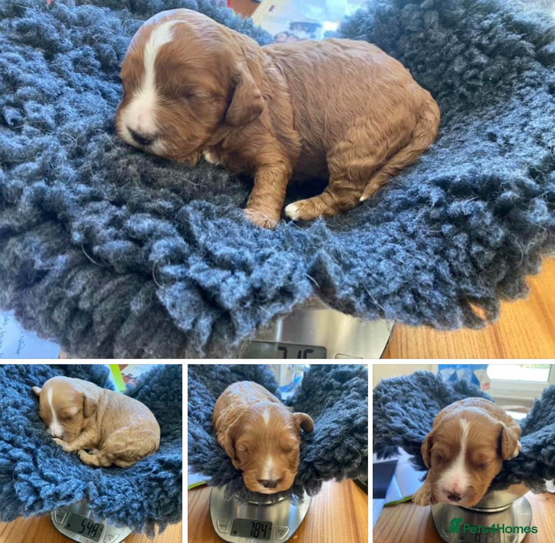 Miniature Poodle dogs for stud: KC Registered, health tested toy poodle stud dogs  in Exeter - Advert 6