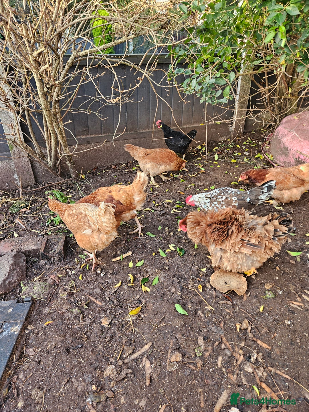 Chickens poultry for sale: 11 hens 1 cockrel  - Advert 16