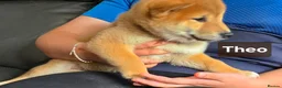 Japanese Shiba Inu dogs for sale: Foxy little shibas - Advert 29