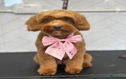 Cavapoo dogs for sale: Cavapoo F1B - Advert 1