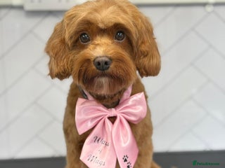 Cavapoo dogs Cavapoo F1B - Advert 3