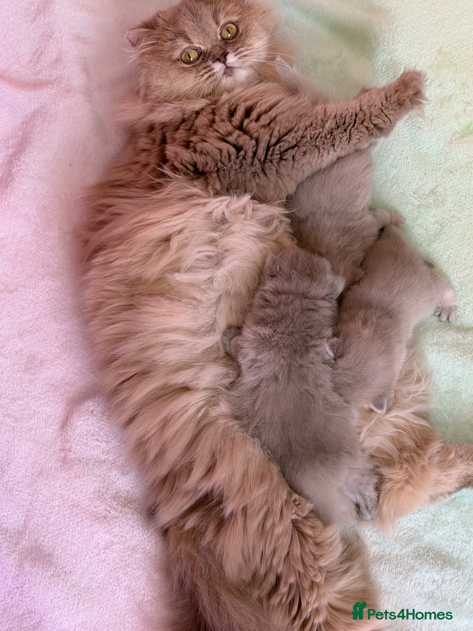 British Longhair cats 🎀BRITISH LONGHAIR GIRLS🎀 - Advert 1