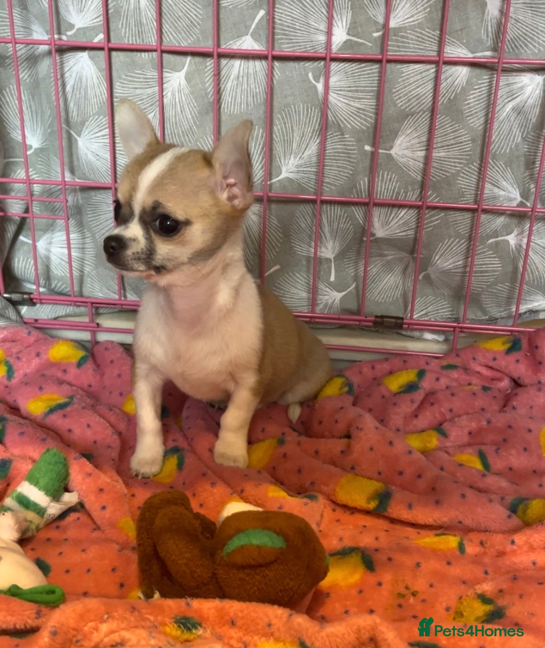 Chihuahua dogs for sale: Chihuahua Puppy - Advert 2