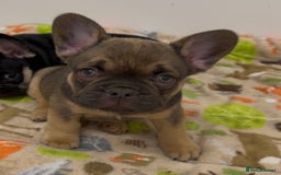French Bulldog dogs for sale: French Bulldog Puppy 3 - QUALITY PUPPIES READY NOW, health tested parents  - Image 7