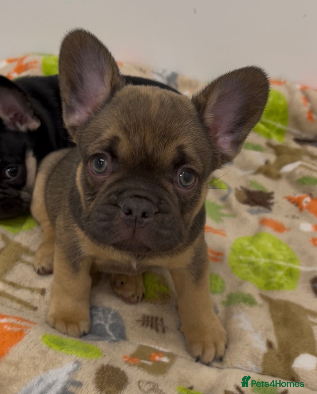 French Bulldog dogs for sale: French Bulldog Puppy 3 - QUALITY PUPPIES READY NOW, health tested parents  - Image 7