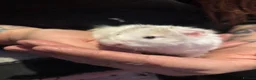 Hamster rodents for sale: Male Syrian hamsters  - Advert 5