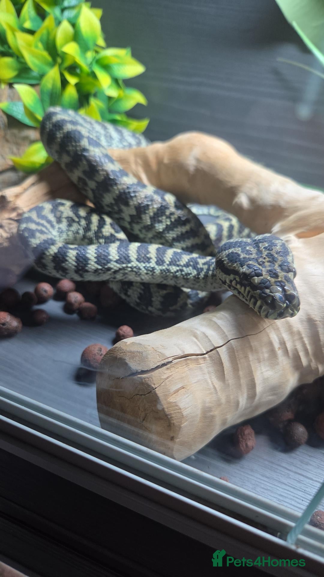Python Snake reptiles Coastal carpet python  - Advert 1