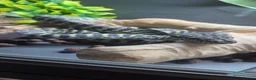 Python Snake reptiles for sale: Coastal carpet python  - Advert 1