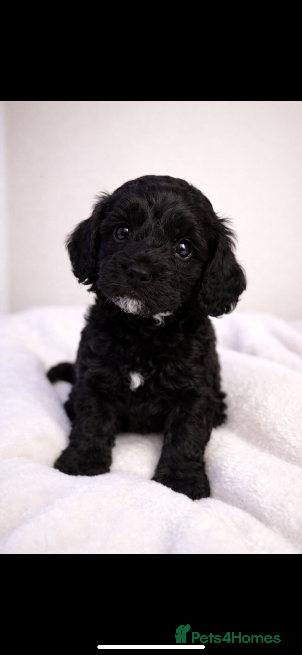 Cavapoo dogs 3 beautiful cavapoo puppies for sale.  - Advert 12