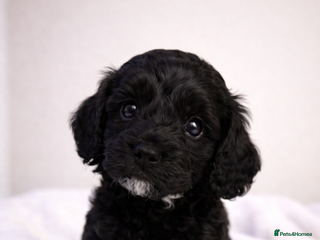 Cavapoo dogs 3 beautiful cavapoo puppies for sale. - Advert 12