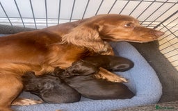 Cocker Spaniel dogs for sale: Working cocker spaniel puppies - Image 7