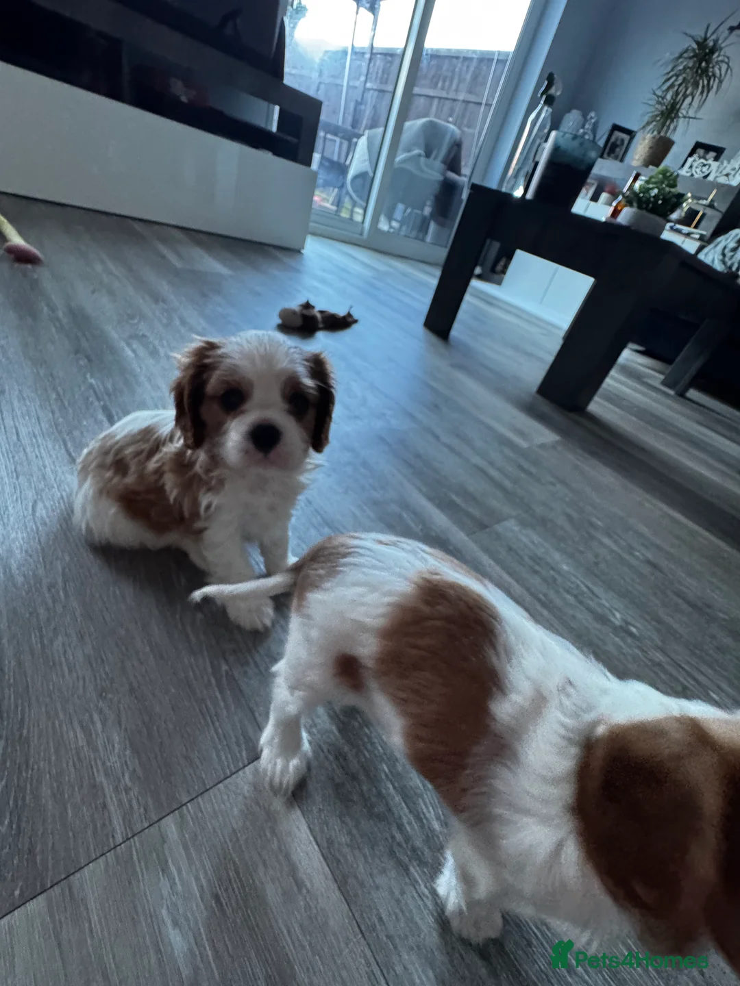 Cavalier King Charles Spaniel dogs for sale: 2 amazing girls Cavalier King Charles Spaniels  - Advert 10