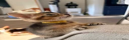 Mixed Breed cats for sale: Beautiful Home Raised Abyssinian Mix Kittens - Advert 4
