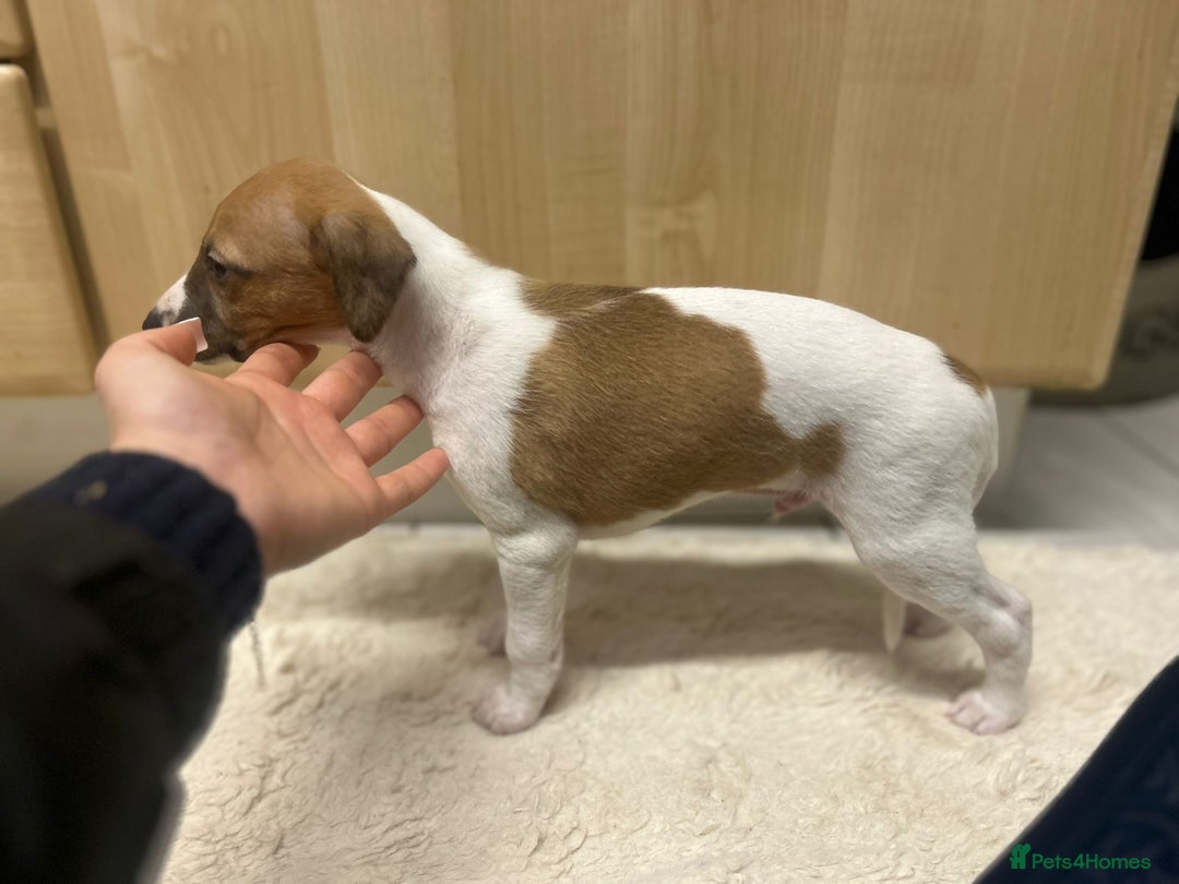 Whippet dogs for sale: 📣 Outstanding Show & Racing Lines - Advert 6