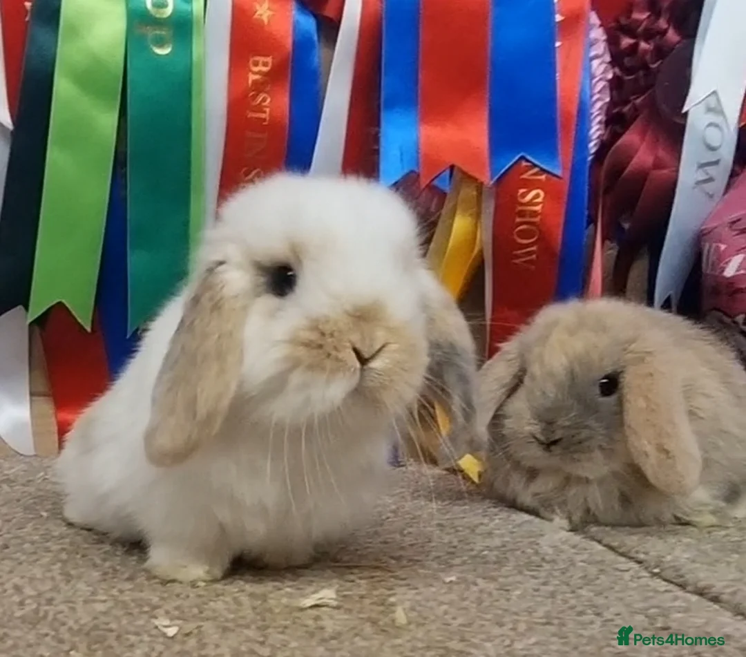 Mini Lop rabbits for sale: Gorgeous mini lops babies - Advert 1