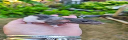 Rat rodents for sale: Beautiful Dumbo rex rats - Advert 9