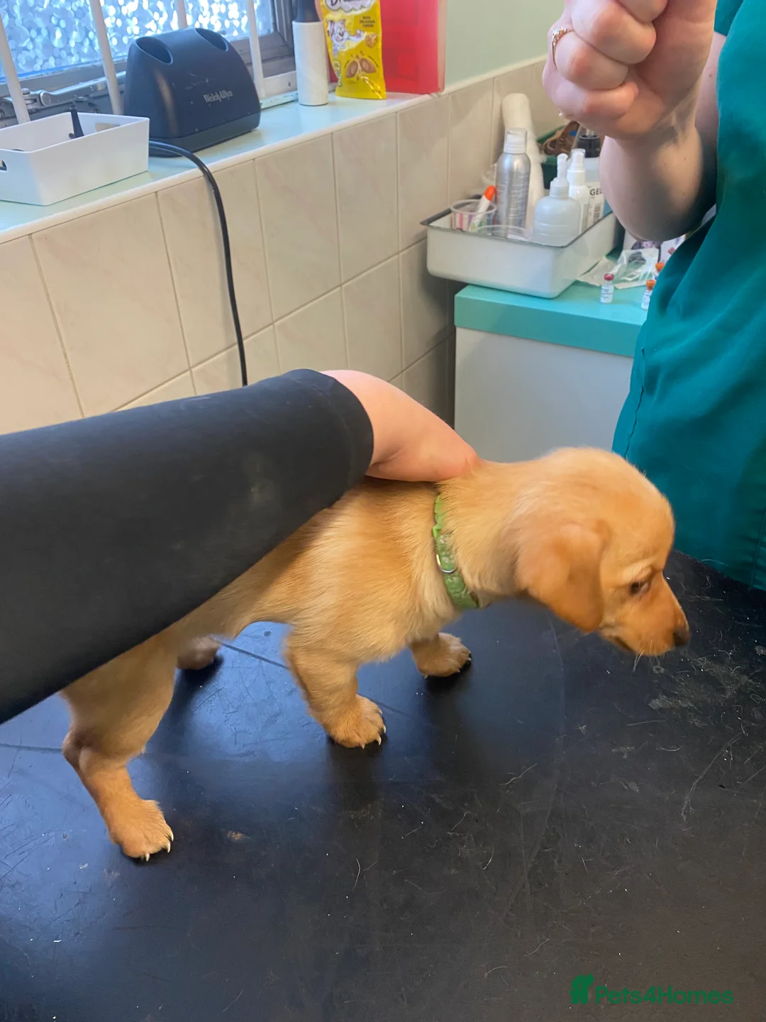 Mixed Breed dogs for sale: Daxie-CHON PUPPIES FOR SALE - Advert 26