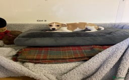 Whippet dogs for sale: Whippets  - Image 6