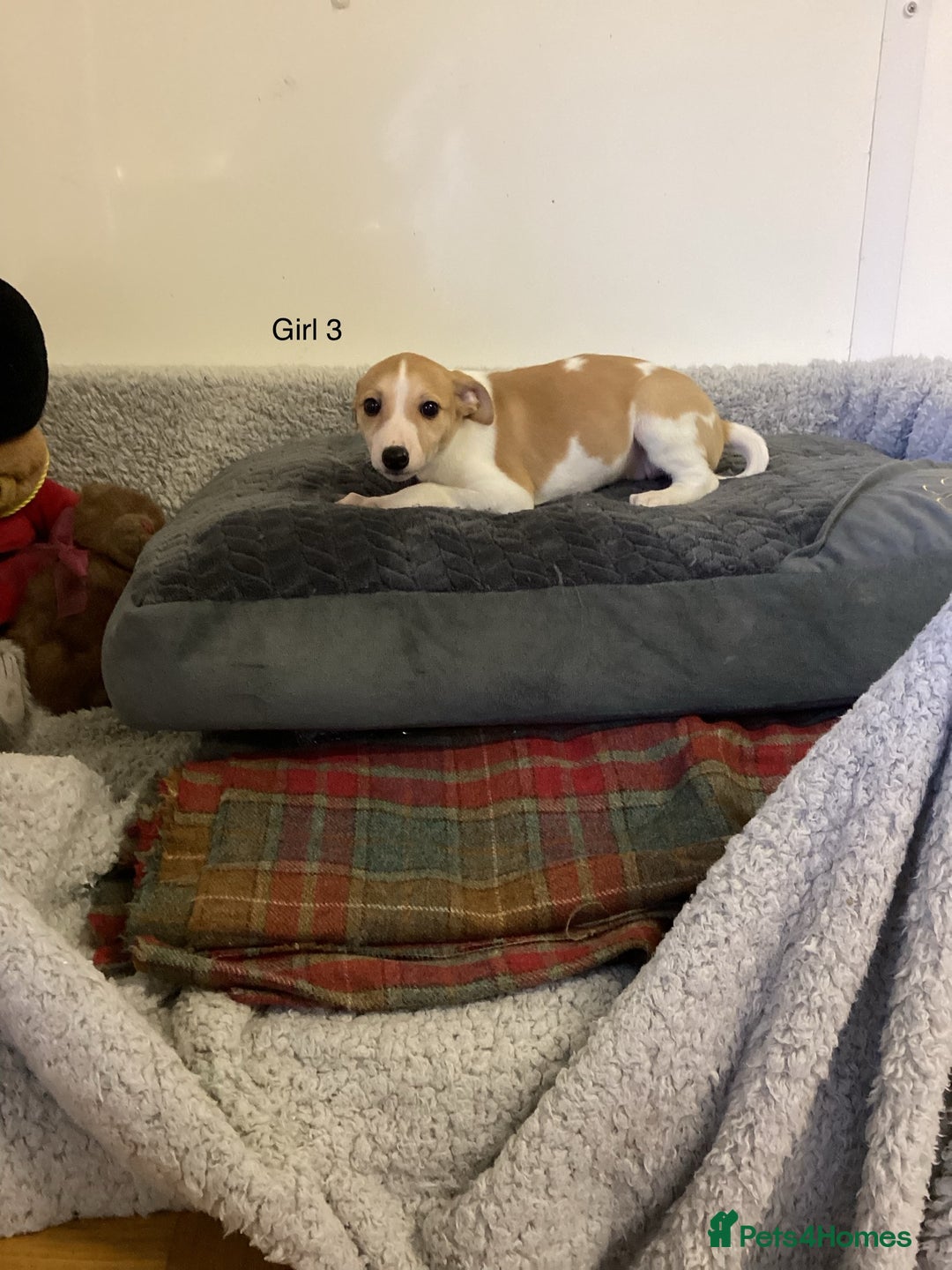 Whippet dogs for sale: Whippets  - Image 6