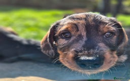 Mixed Breed dogs for sale: Wire Haired Daschund x Rottweiler  - Image 13
