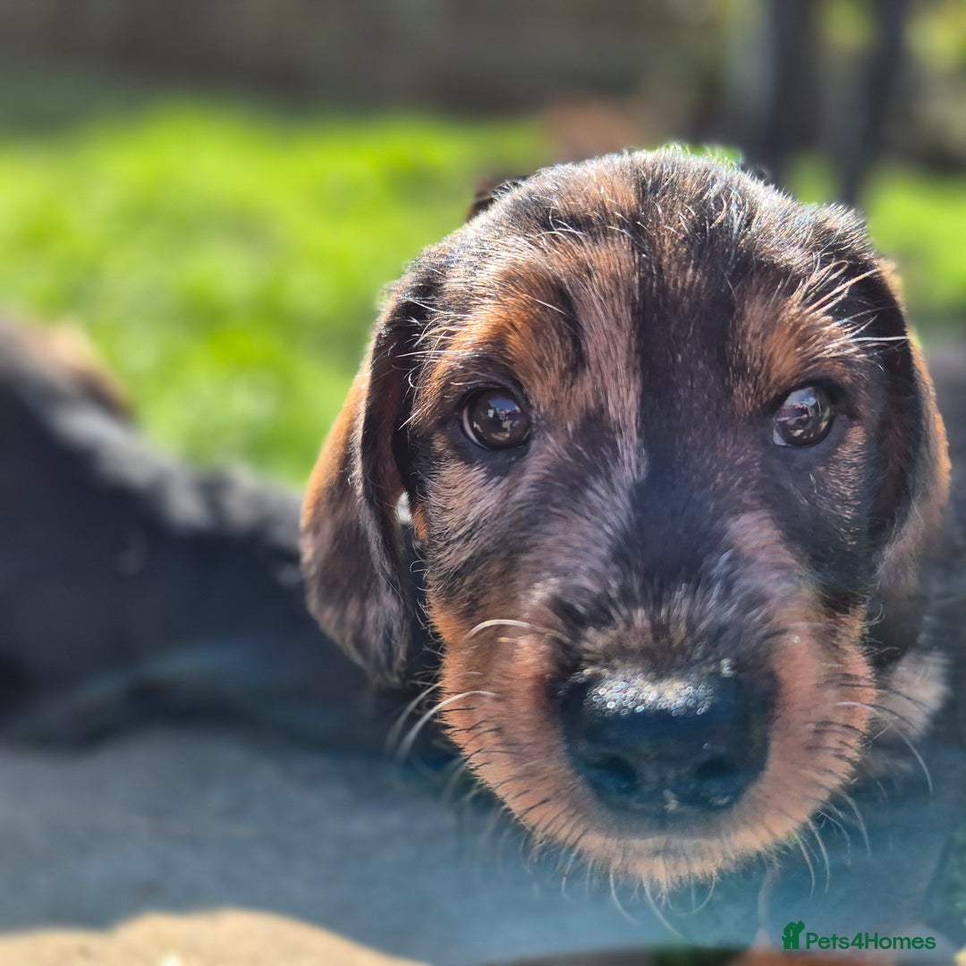 Mixed Breed dogs for sale: Wire Haired Daschund x Rottweiler  - Image 13